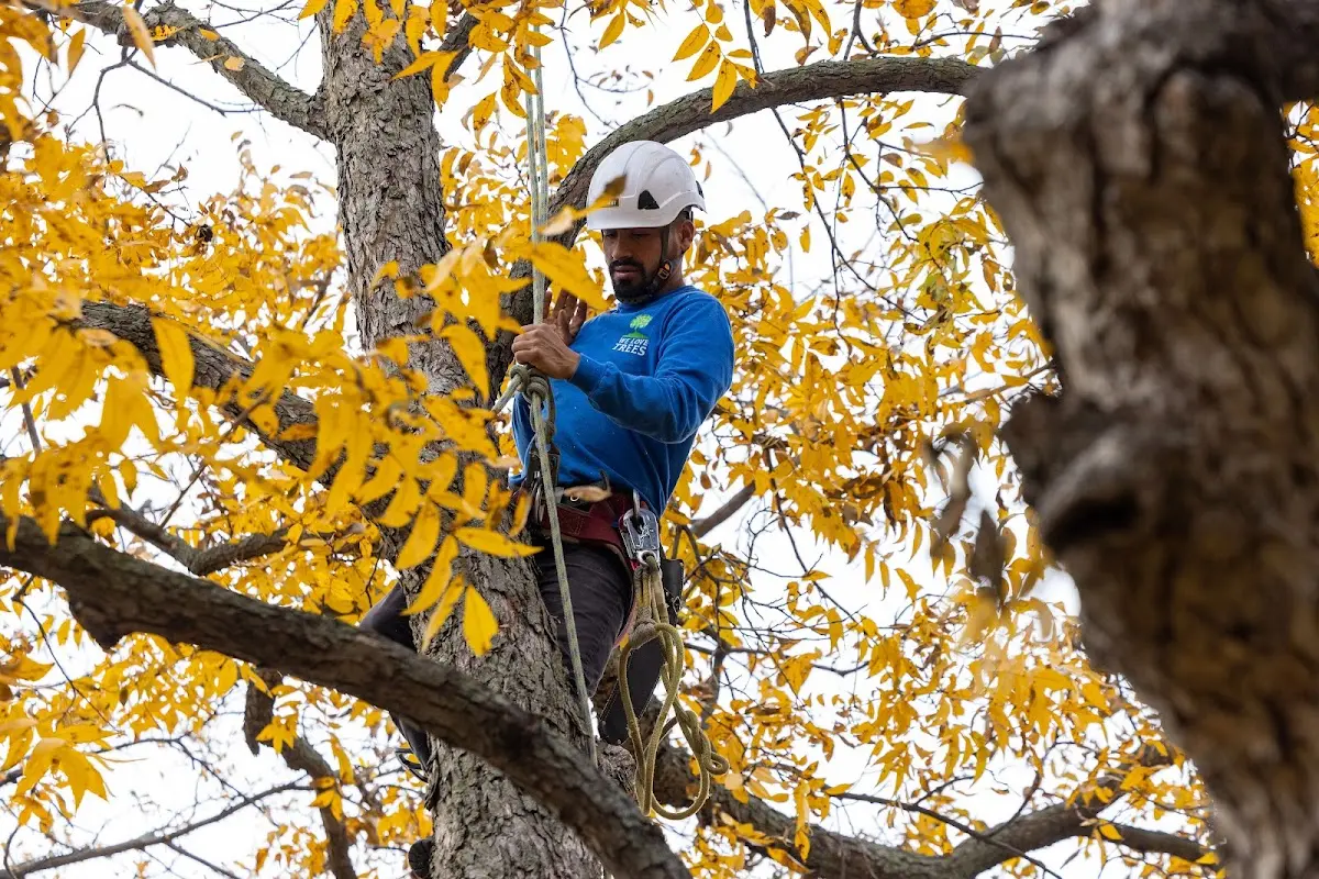 Skilled Tree Planing crew working in Danbury