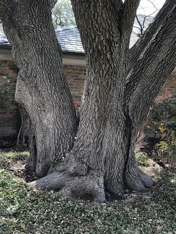 Mature heritage tree close to a Danbury property cared for by certified arborists